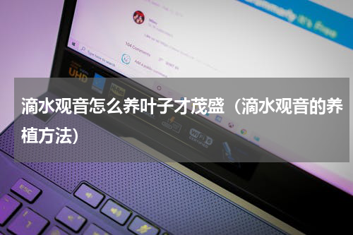 滴水观音怎么养叶子才茂盛（滴水观音的养植方法）