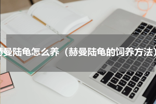 赫曼陆龟怎么养（赫曼陆龟的饲养方法）