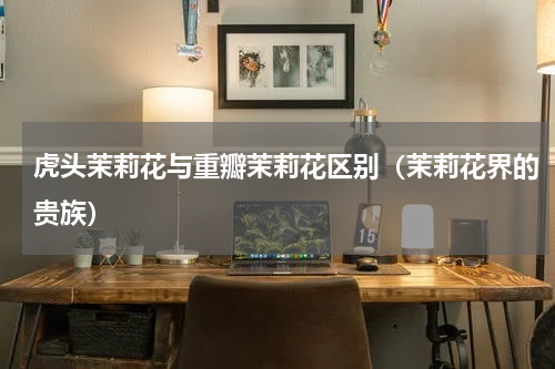 虎头茉莉花与重瓣茉莉花区别（茉莉花界的贵族）