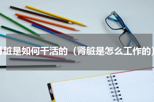 肾脏是如何干活的（肾脏是怎么工作的）