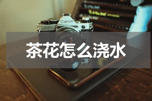 茶花怎么浇水