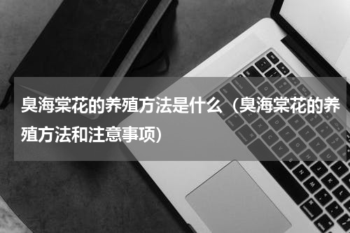 臭海棠花的养殖方法是什么（臭海棠花的养殖方法和注意事项）
