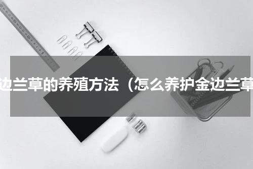 金边兰草的养殖方法（怎么养护金边兰草）