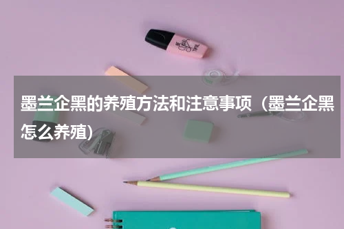 墨兰企黑的养殖方法和注意事项（墨兰企黑怎么养殖）
