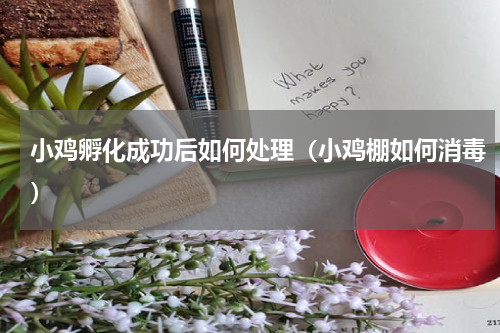 小鸡孵化成功后如何处理（小鸡棚如何消毒）