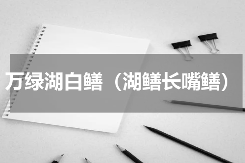 万绿湖白鳝（湖鳝长嘴鳝）