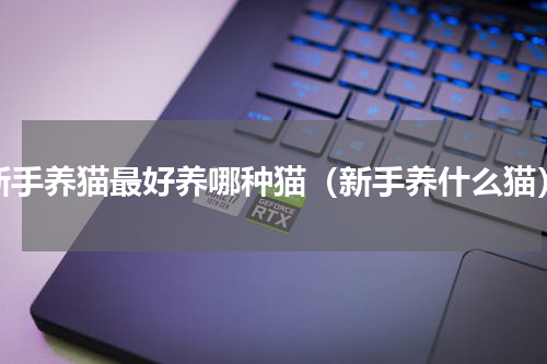 新手养猫最好养哪种猫（新手养什么猫）