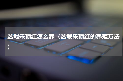 盆栽朱顶红怎么养（盆栽朱顶红的养殖方法）