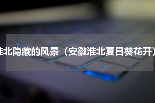 淮北隐藏的风景（安徽淮北夏日葵花开）