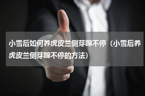 小雪后如何养虎皮兰侧芽蹿不停（小雪后养虎皮兰侧芽蹿不停的方法）