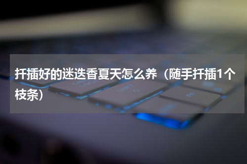 扦插好的迷迭香夏天怎么养（随手扦插1个枝条）