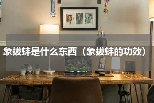 象拔蚌是什么东西（象拔蚌的功效）