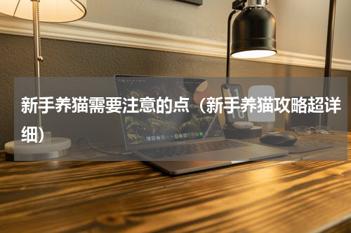 新手养猫需要注意的点（新手养猫攻略超详细）