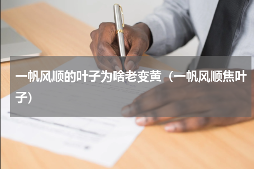 一帆风顺的叶子为啥老变黄（一帆风顺焦叶子）