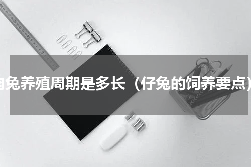 肉兔养殖周期是多长（仔兔的饲养要点）
