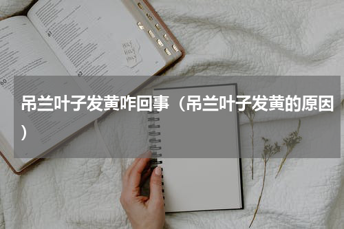 吊兰叶子发黄咋回事（吊兰叶子发黄的原因）
