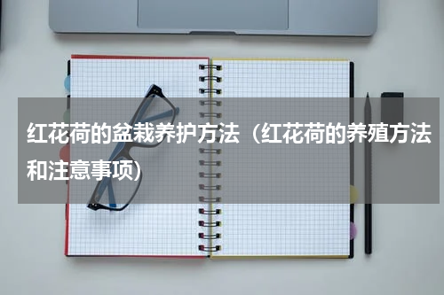 红花荷的盆栽养护方法（红花荷的养殖方法和注意事项）