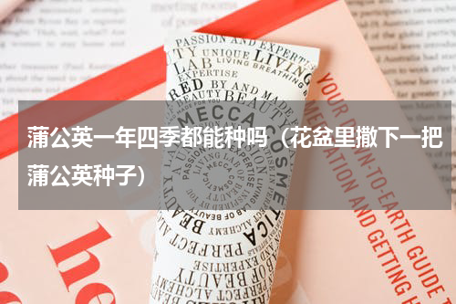 蒲公英一年四季都能种吗（花盆里撒下一把蒲公英种子）