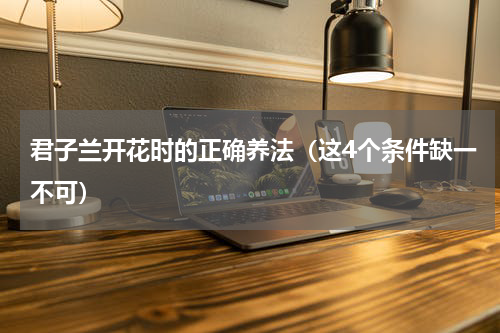 君子兰开花时的正确养法（这4个条件缺一不可）