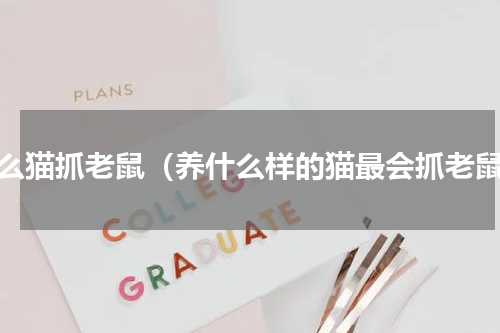 什么猫抓老鼠（养什么样的猫最会抓老鼠）