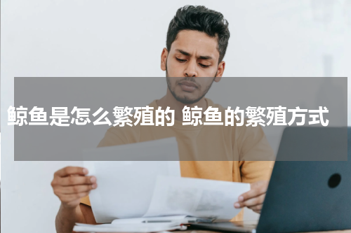 鲸鱼是怎么繁殖的 鲸鱼的繁殖方式