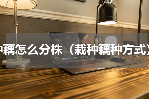 种藕怎么分株（栽种藕种方式）