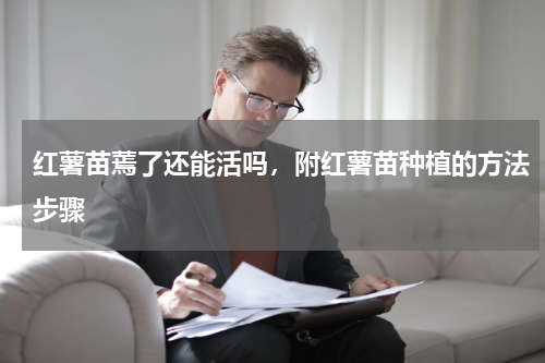红薯苗蔫了还能活吗，附红薯苗种植的方法步骤