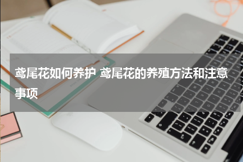 鸢尾花如何养护 鸢尾花的养殖方法和注意事项
