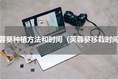 芙蓉葵种植方法和时间（芙蓉葵移栽时间）